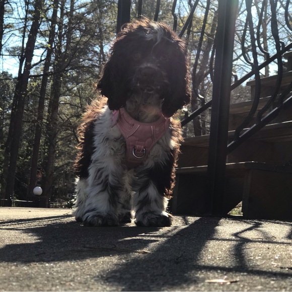 Meet your Posher, Naomi - Picture 6 of 11